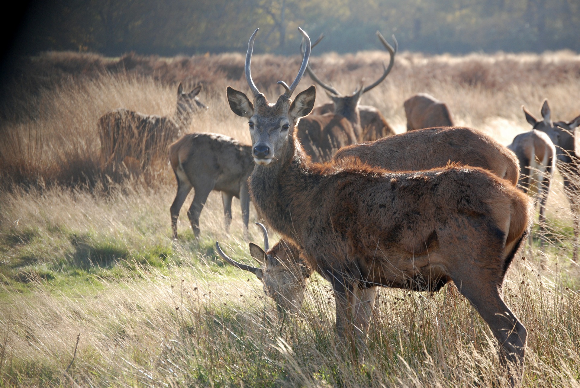 Trophäe Hirsch Rothirsch Rotwild Geweih Entwicklung Wildbiologie Jägermagazin Geweihentwicklung beim Rothirsch