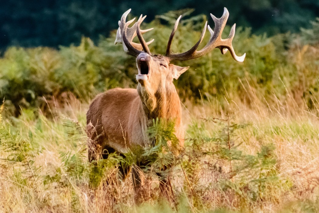 Trophäe Hirsch Rothirsch Rotwild Geweih Entwicklung Wildbiologie Jägermagazin Geweihentwicklung beim Rothirsch