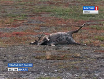 Anthrax Ausbruch bei Rentieren in Sibirien