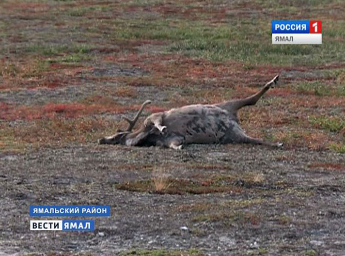 An Antharx verendetes Rentier @Screenshot Siberian Times