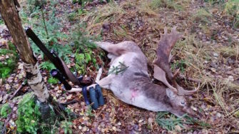 Die Wilddiebe – Eine ganz besondere Damwildbrunft