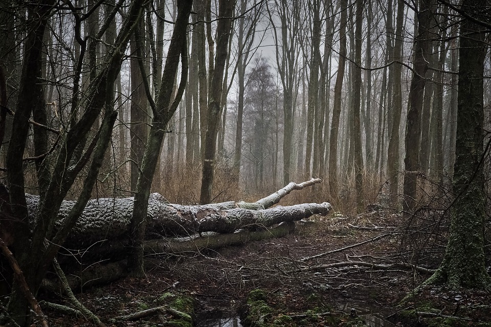 forest-3143157_960_720