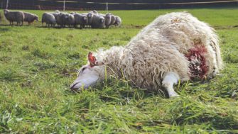 Nutztierrisse verzwanzigfacht – Jetzt fordert auch Die Linke Konsequenzen