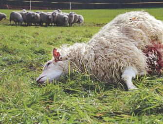 Nutztierrisse verzwanzigfacht – Jetzt fordert auch Die Linke Konsequenzen
