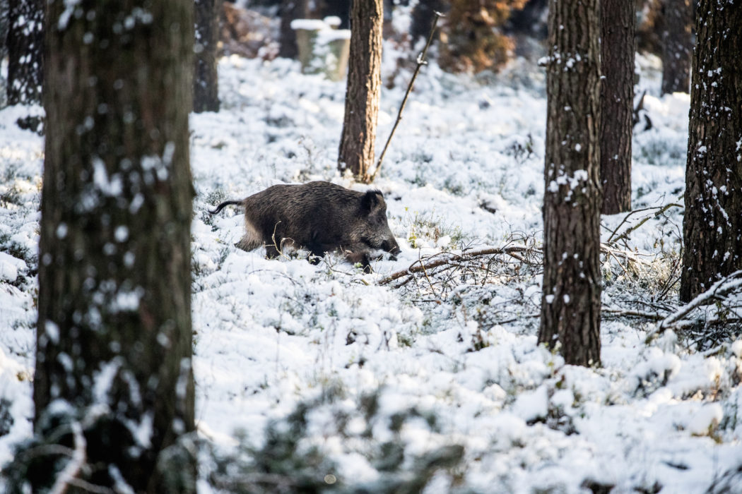 asp©Pauline von Hardenberg