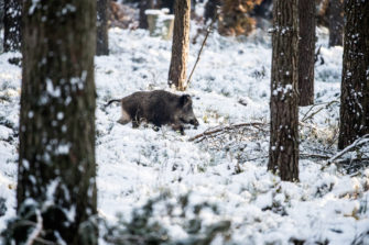 Belgien lockert Maßnahmen gegen Afrikanische Schweinepest