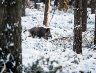 Belgien lockert Maßnahmen gegen Afrikanische Schweinepest