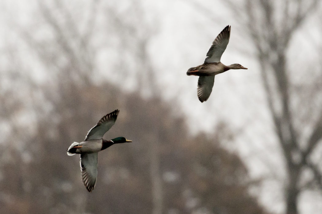 cq4a3918©Pauline von Hardenberg