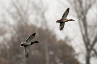 Geflügelpest weitet sich aus – Jagdverbot erlassen