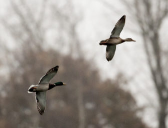 Geflügelpest weitet sich aus – Jagdverbot erlassen 