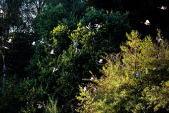 Vogelgrippe in mehreren Bundesländern ausgebrochen