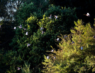 Vogelgrippe in mehreren Bundesländern ausgebrochen