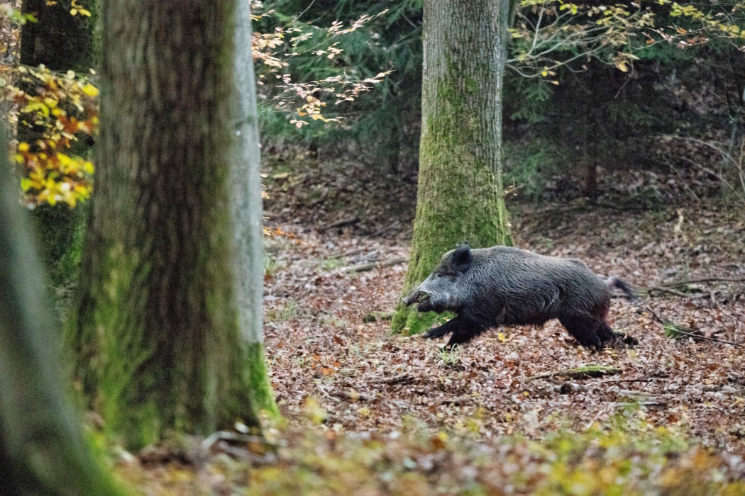Drückjagdvideos auf JÄGER Prime