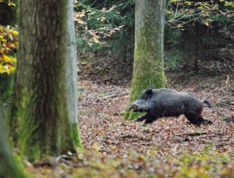 Drückjagdvideos auf JÄGER Prime