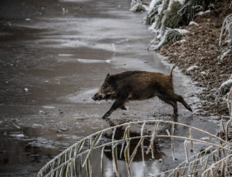 Afrikanische Schweinepest – Neue Monitoring-Regelung für Jäger