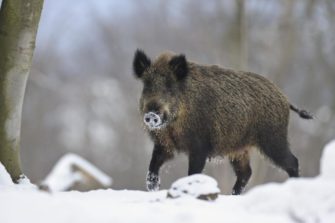 Afrikanische Schweinepest in Tschechien festgestellt