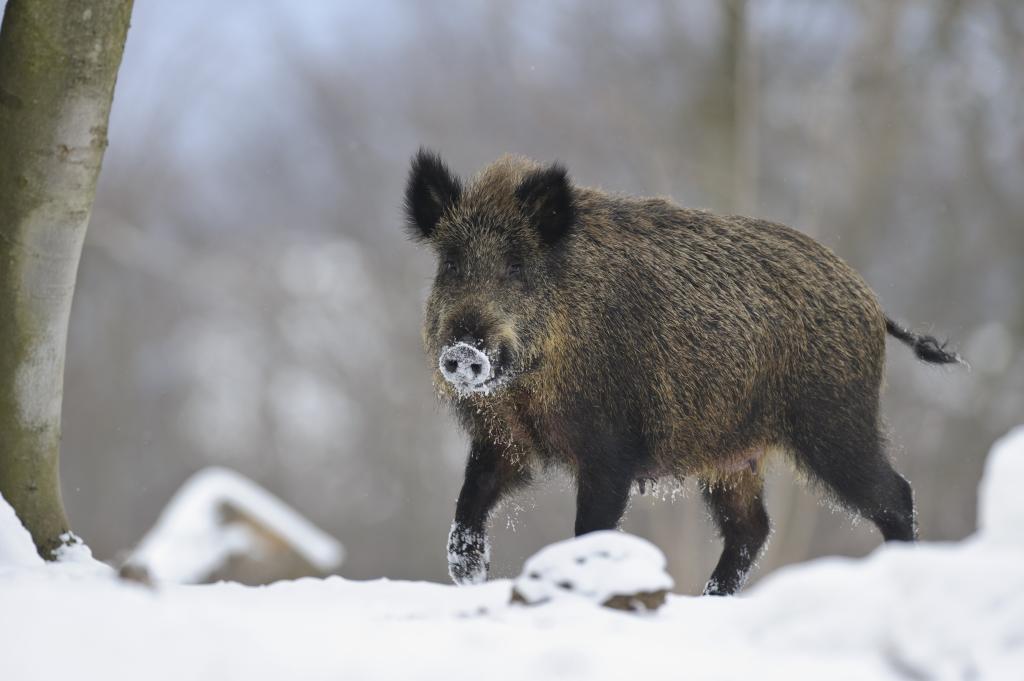 Gefährdet Haus- und Wildschweine: die Afrikanische Schweinepest (Quelle: Rolfes/DJV)