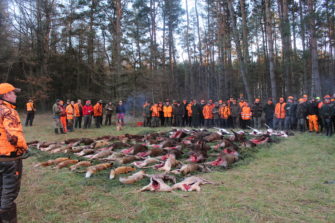 Die Wilddiebe – Sauen satt bei der Drückjagd im Forstgut Reilmann