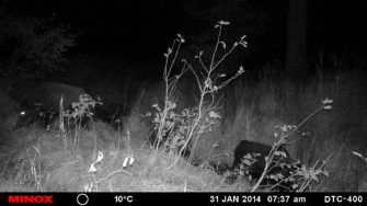 JÄGER–Test: Immer vor Ort – Wildkameras