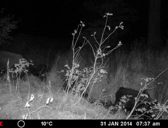 JÄGER–Test: Immer vor Ort – Wildkameras