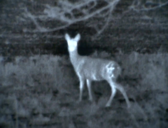 Die Wilddiebe – Mit der Nitehog Wärmebildkamera im Revier