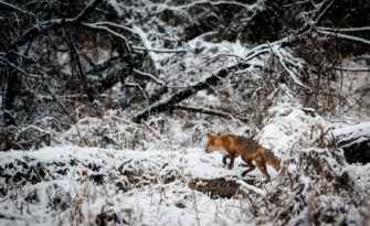 Ansitz auf Fuchs im Winter – Tipps gegen die Kälte