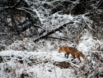 Ansitz auf Fuchs im Winter – Tipps gegen die Kälte