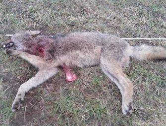 Jäger findet toten Jungwolf im Kreis Unterspreewald