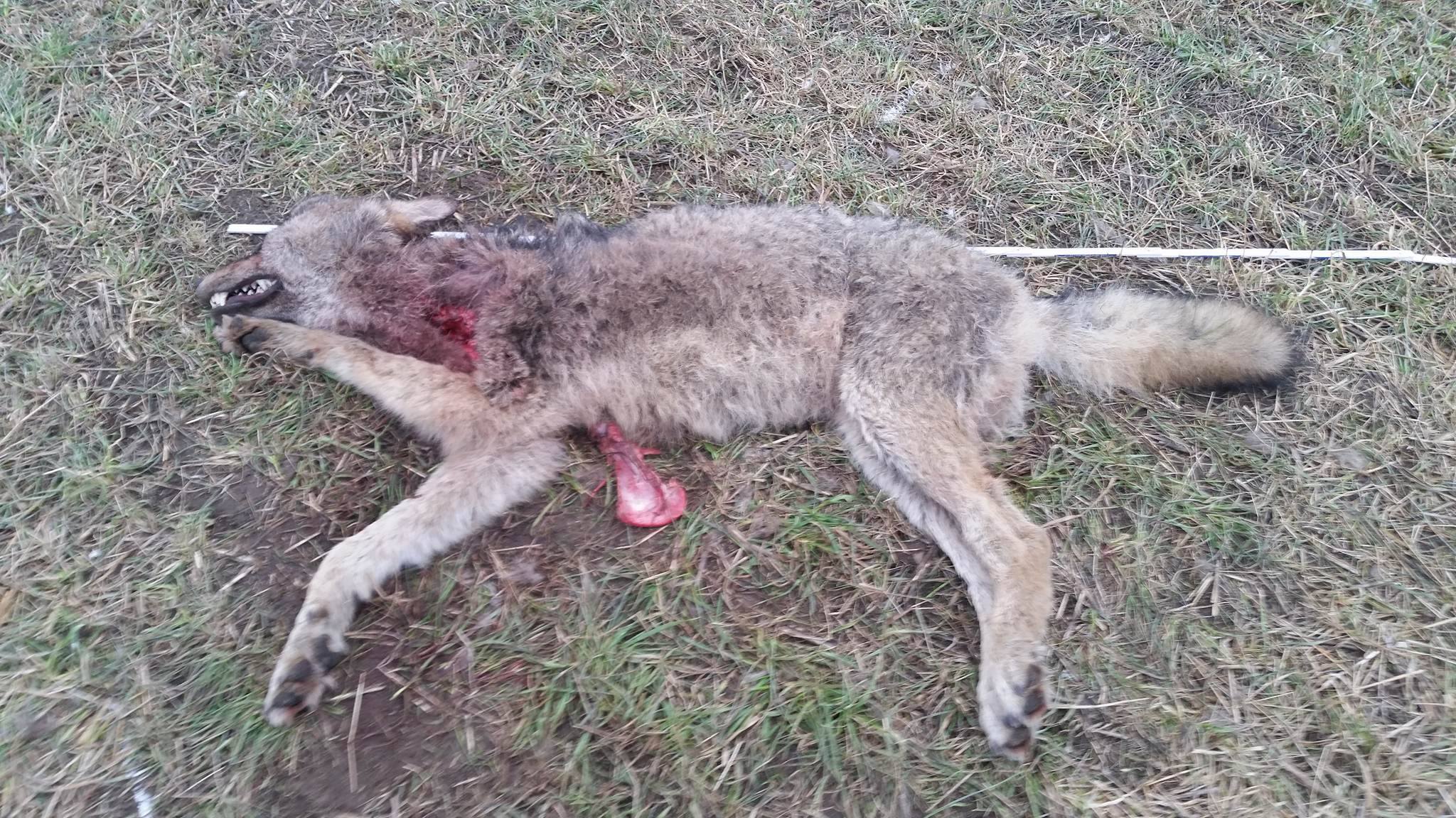 Wolfsbestand Wolf Wölfe Canis Lupus Jagd toter wolf geschossen jungwolf welpe jäger