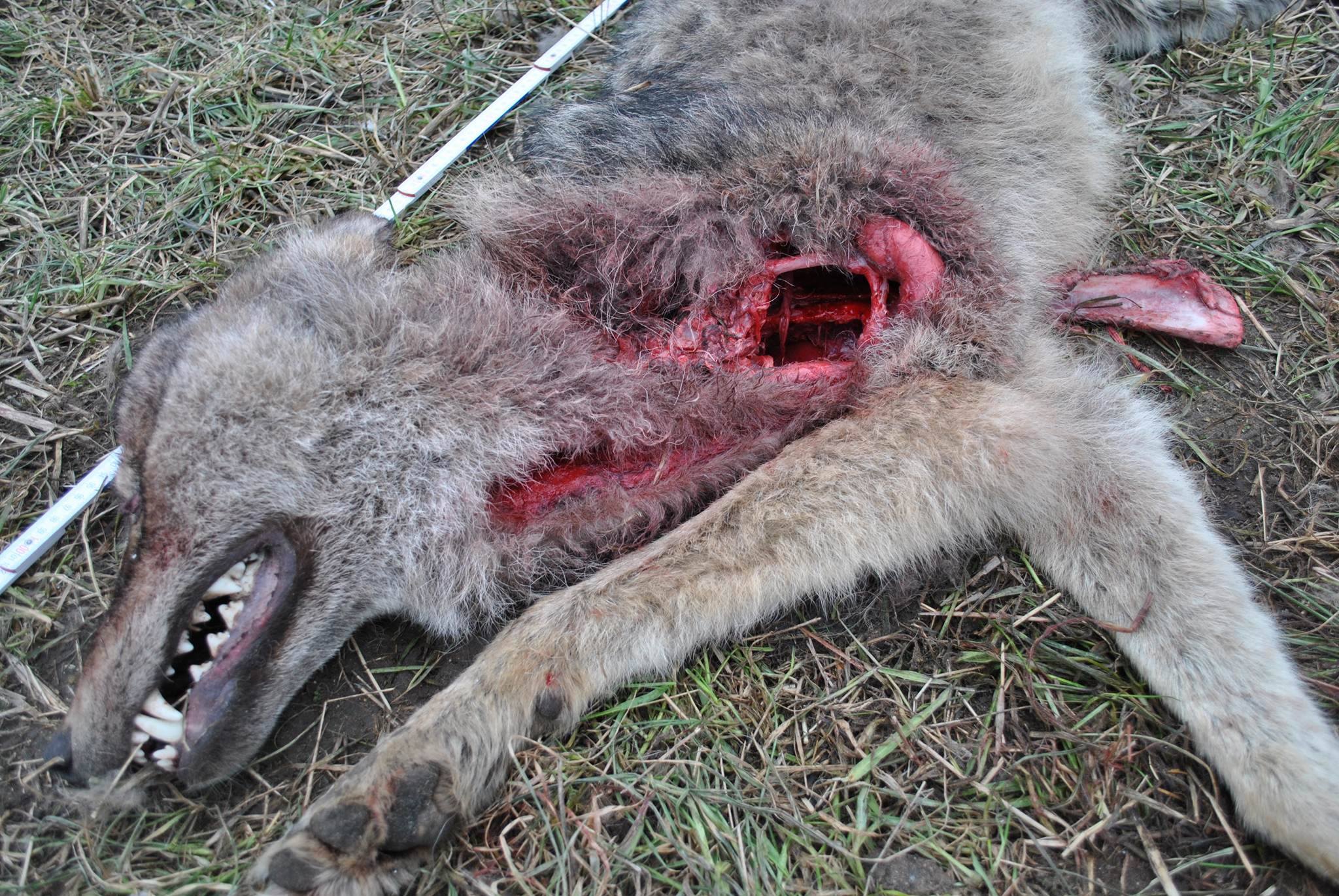 Wolfsbestand Wolf Wölfe Canis Lupus Jagd toter wolf geschossen jungwolf welpe jäger 