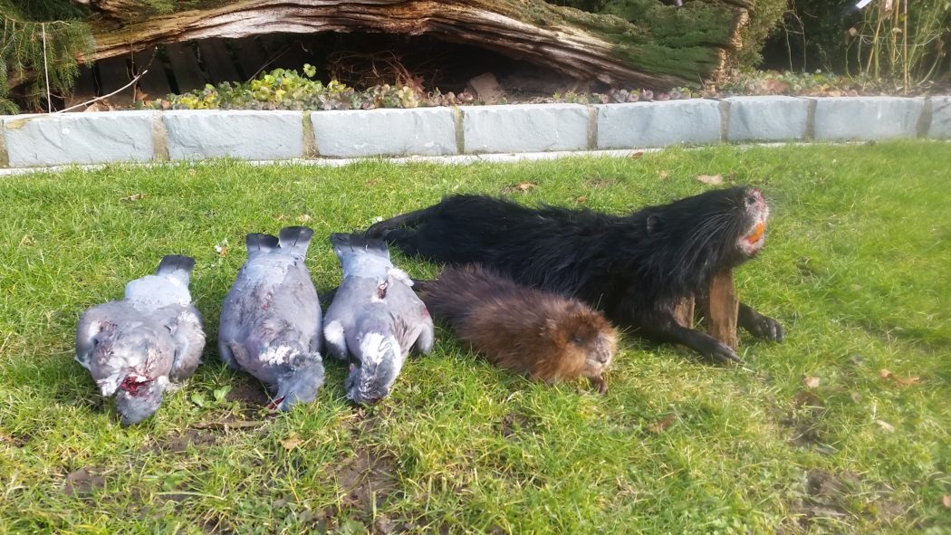 Jagd auf Nutria Wilddiebe NRW Jägermagazin