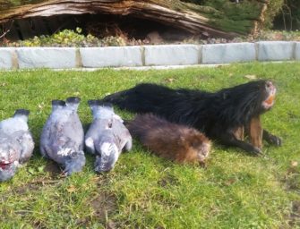 Die Wilddiebe – Jagd auf Nutria in Nordrhein-Westfalen