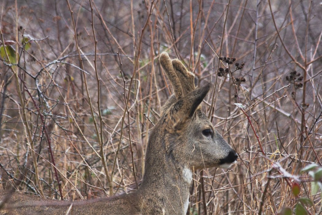 Rehböcke Gehörn Jagd Bockjagd Rehbock Reh Bock Jaegermagazin Jagen