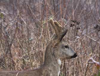 Rehböcke – Hat das Wetter Einfluss auf das Gehörngewicht?