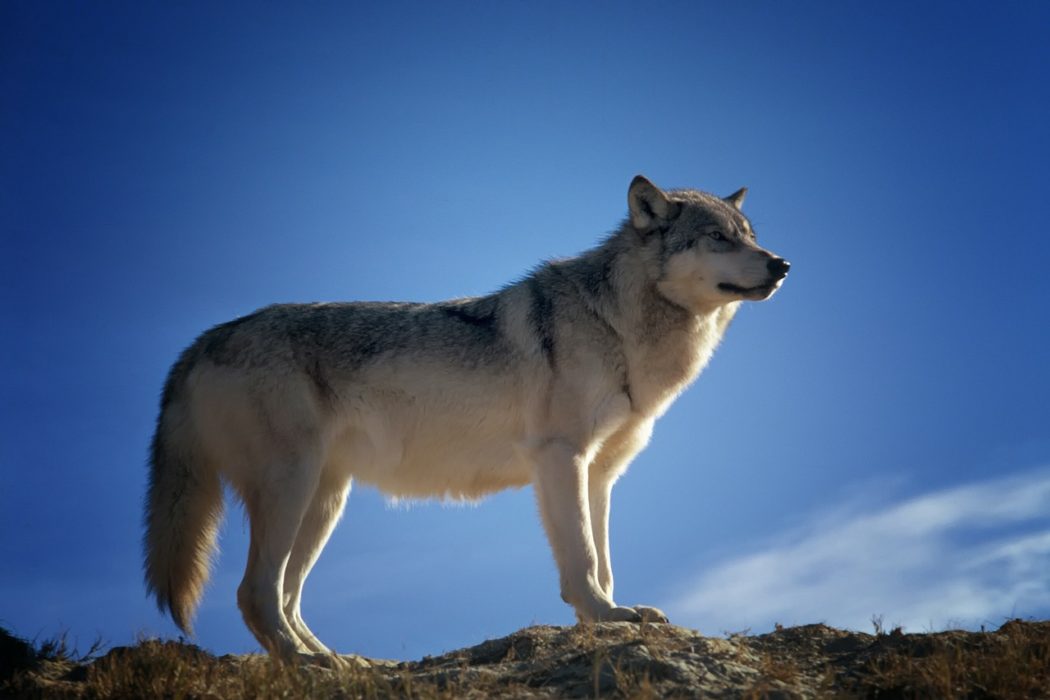 Wolfsbestand Wolf Wölfe Canis Lupus Jagd toter wolf geschossen