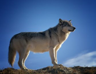 Aktueller Wolfsbestand – Ist eine Obergrenze notwendig?