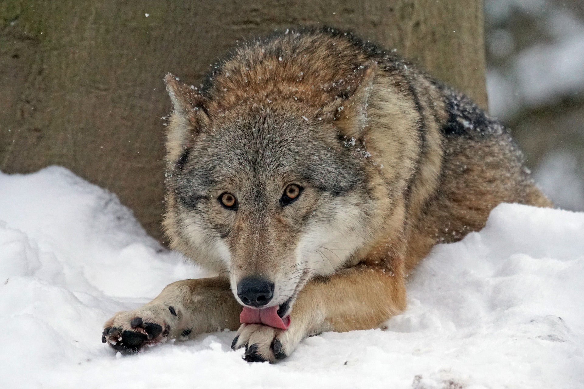 Wolfsbestand Wolf Wölfe Canis Lupus Jagd toter wolf geschossen