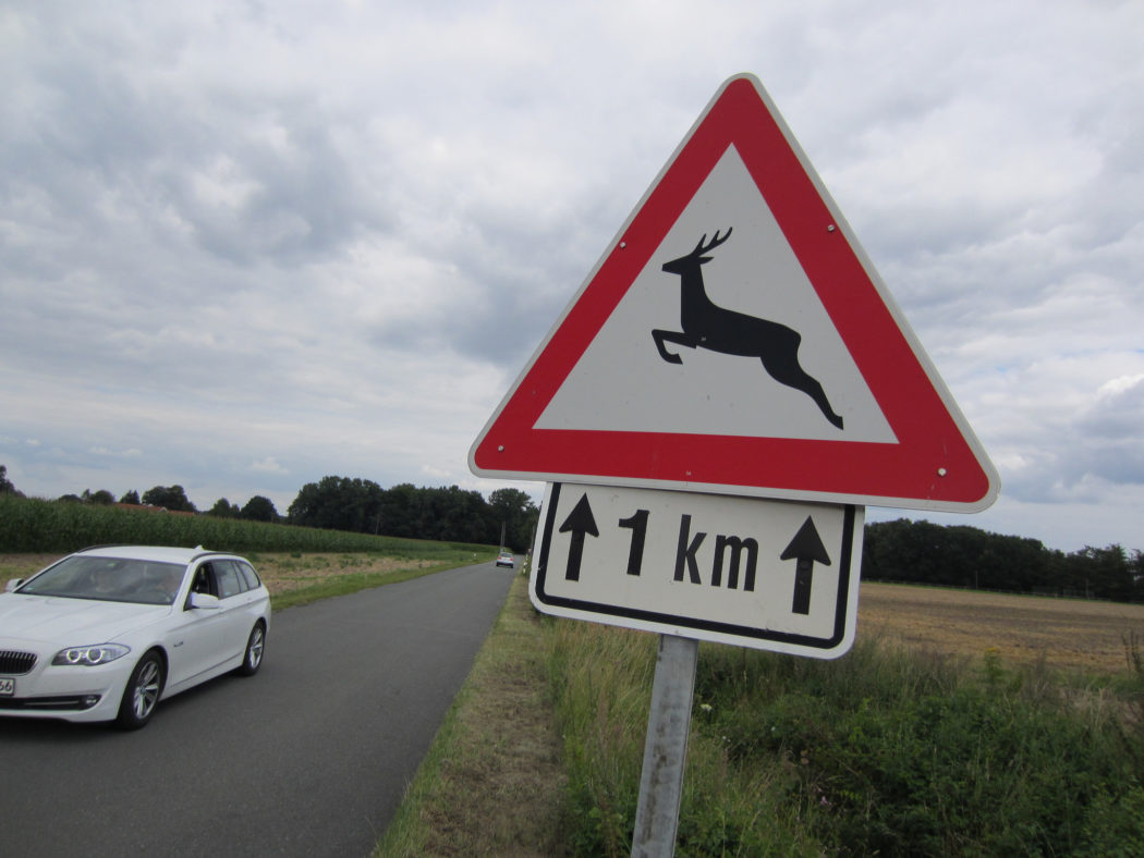 Wildunfall Tierfund-Kataster Unfall DJV