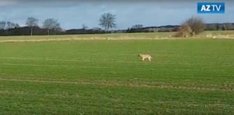 Niedersachsen – Wolf verfolgt Joggerin