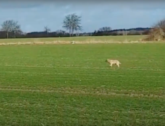 Niedersachsen – Wolf verfolgt Joggerin