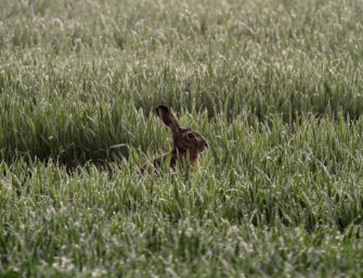 DJV Wild-Monitoring – jetzt mitmachen!