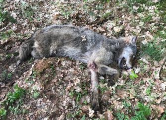 Wolf angefahren – Tier leidet eine Stunde aufgrund der EU-Schutzbestimmungen
