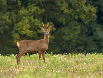 Bockjagdfilme auf JÄGER Prime
