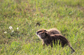 Die Nutria erobert Deutschland
