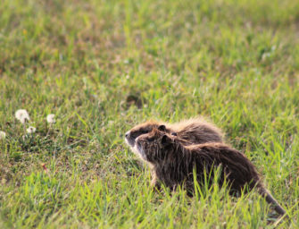 Die Nutria erobert Deutschland