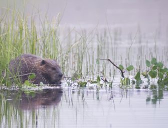 Biber breitet sich in Deutschland aus