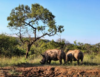 Nachhaltige Bejagung ist Artenschutz