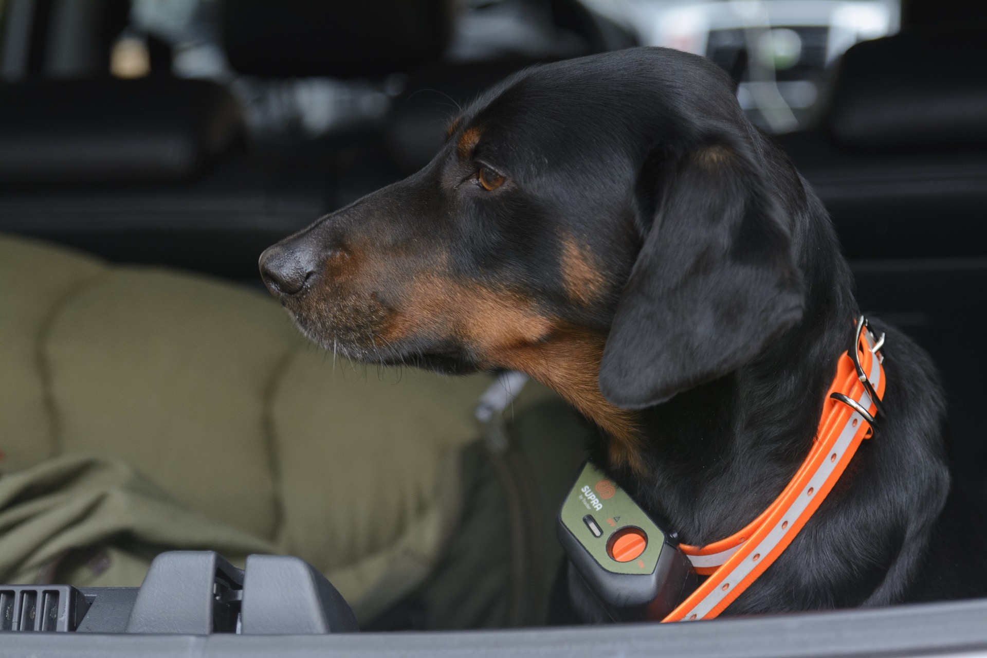 GPS Hundeortung - Der Tracker Supra im Praxistest