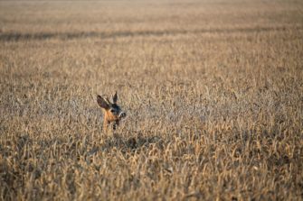 Blattzeit – Die besten Tipps für eine erfolgreiche Bockjagd im Feld