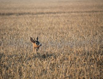 Blattzeit – Die besten Tipps für eine erfolgreiche Bockjagd im Feld